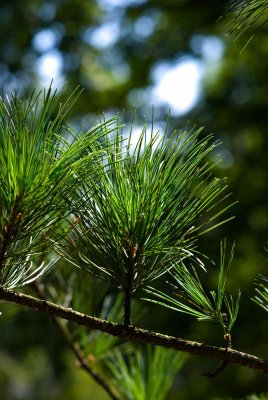 Pinus koraiensis 'Glauca' - borovice korejská - jehlice